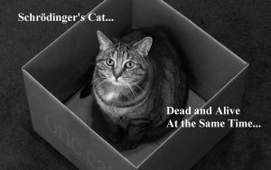 Cat_in_the_box2